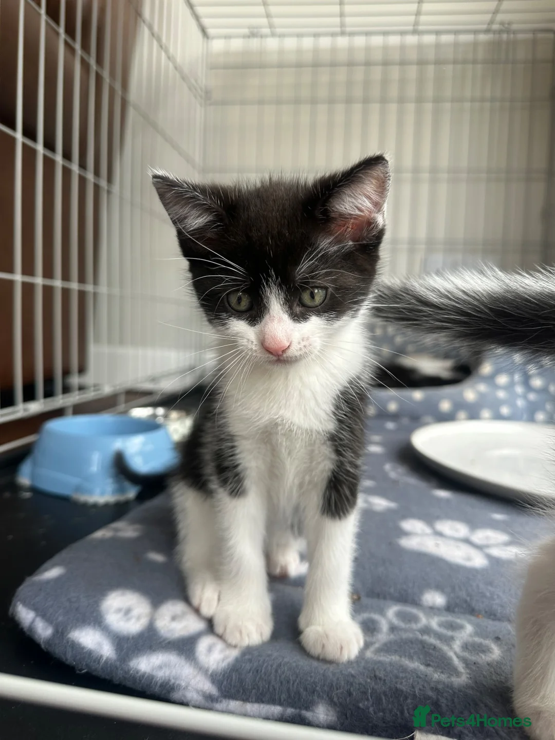 Domestic Shorthair cats for sale: Black and white girl kitten  in Crickhowell - Advert 3