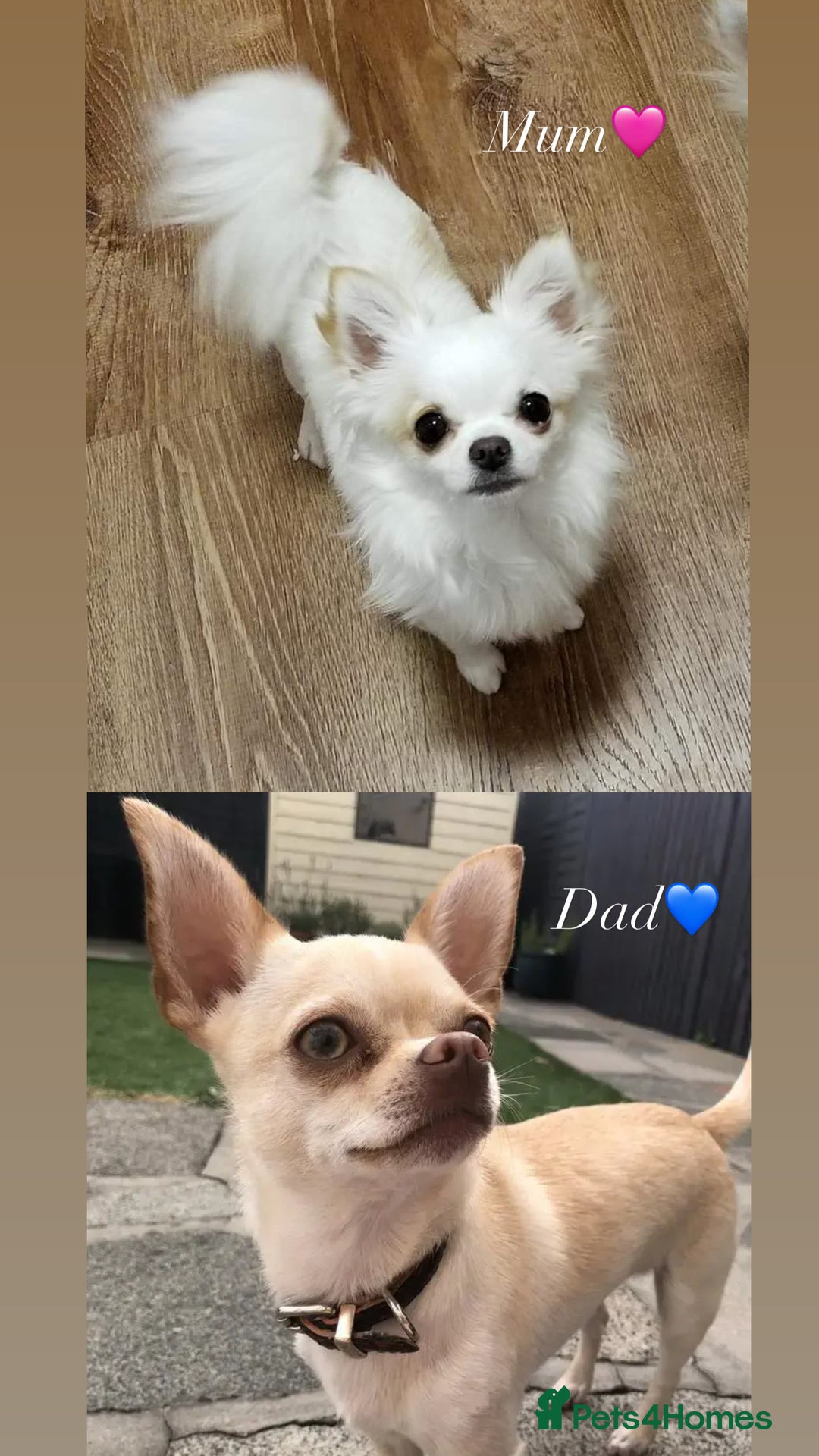 Chihuahua dogs for sale: Beautiful white chihuahua puppy ready now - Image 3