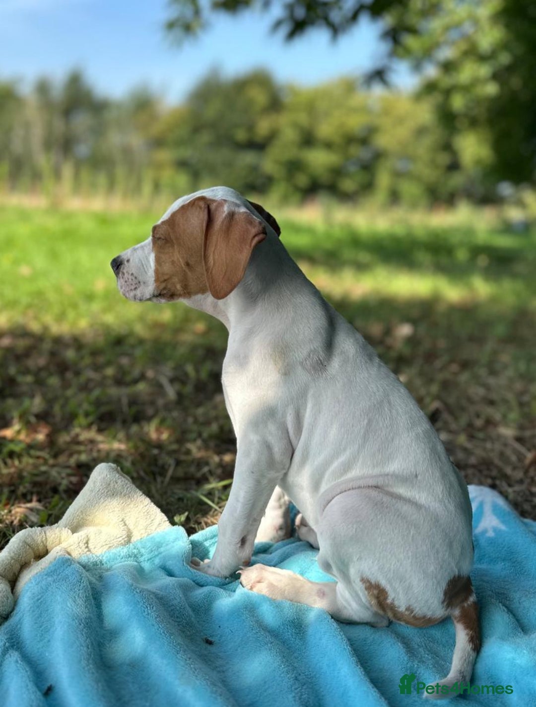 Pointer dogs for sale: KC registered Pointer Puppies, ready to leave - Image 9