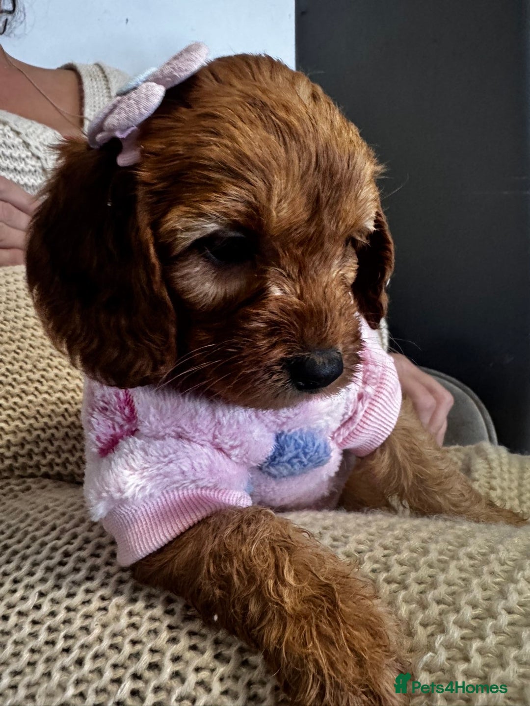 Cockapoo dogs for sale: 1 boy left beautiful teddy bears   - Image 3