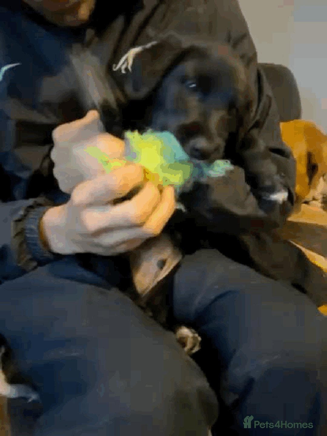 Borador dogs for sale: 1 Labrador x border collie boy for sale.  - Image 3