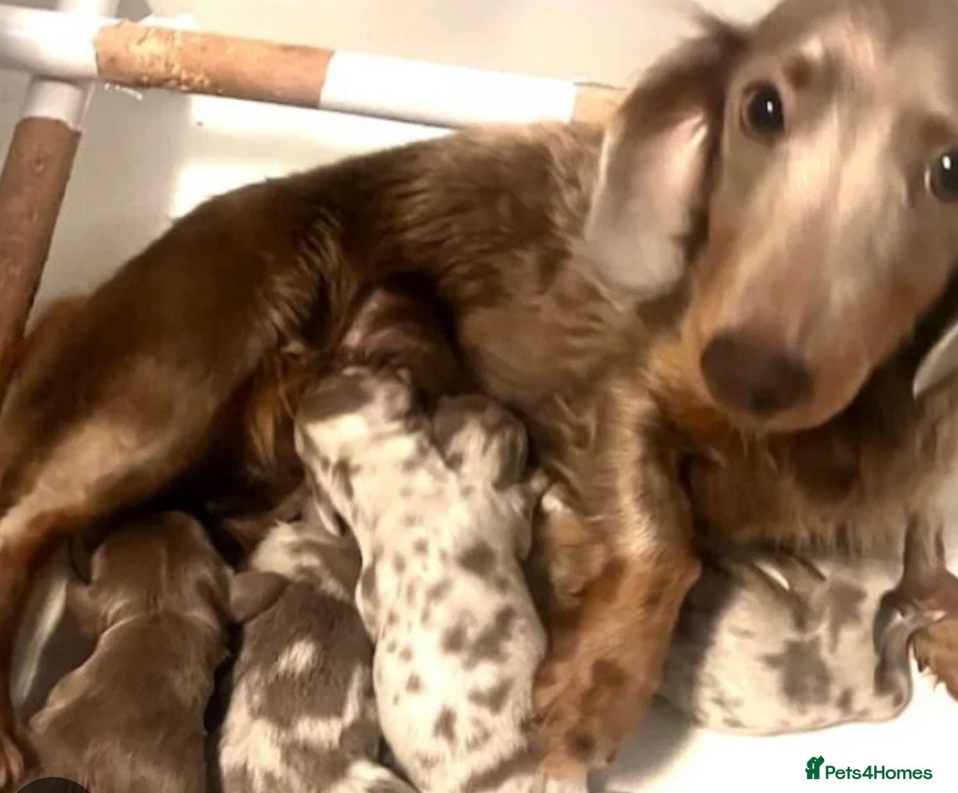 Miniature Dachshund dogs Isabella dapple miniature dachshund  - Advert 2