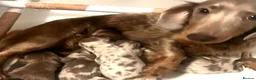 Miniature Dachshund dogs for sale: Isabella dapple miniature dachshund  - Advert 1