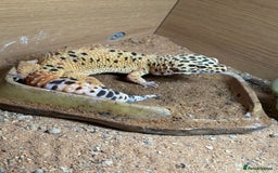 Gecko reptiles for sale: 2 leopard ghekos  - Advert 1