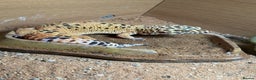 Gecko reptiles for sale: 2 leopard ghekos  - Advert 1