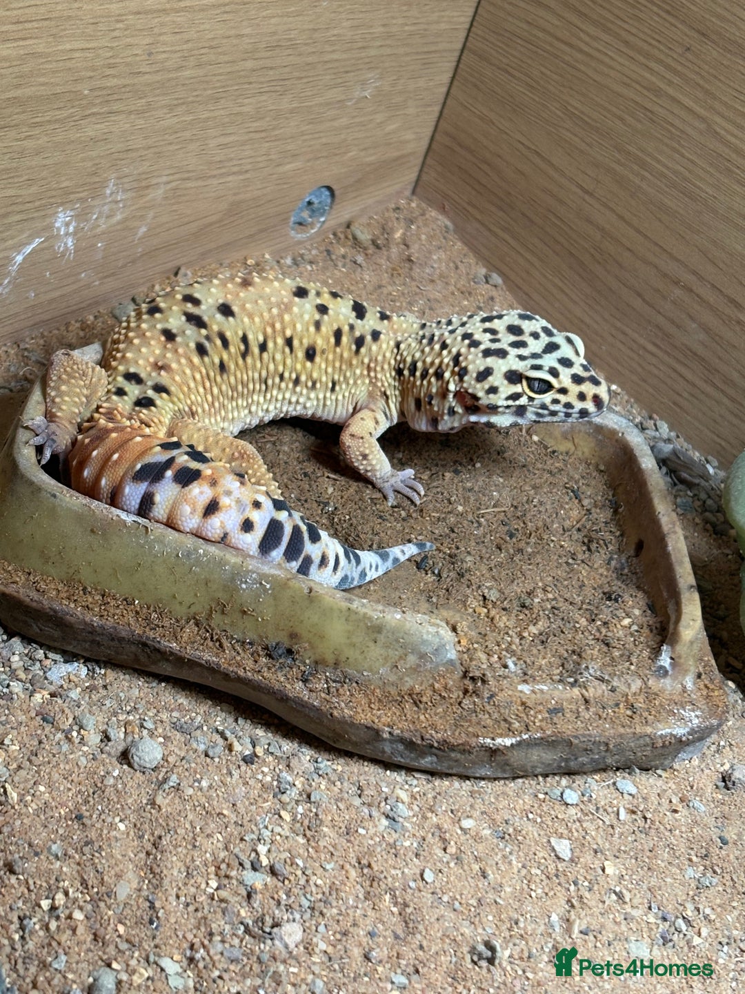 Gecko reptiles for sale: 2 leopard ghekos  - Advert 1