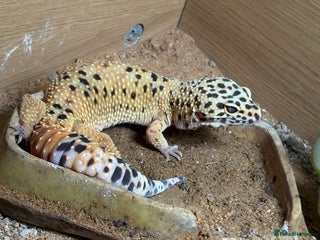 Gecko reptiles 2 leopard ghekos - Advert 1