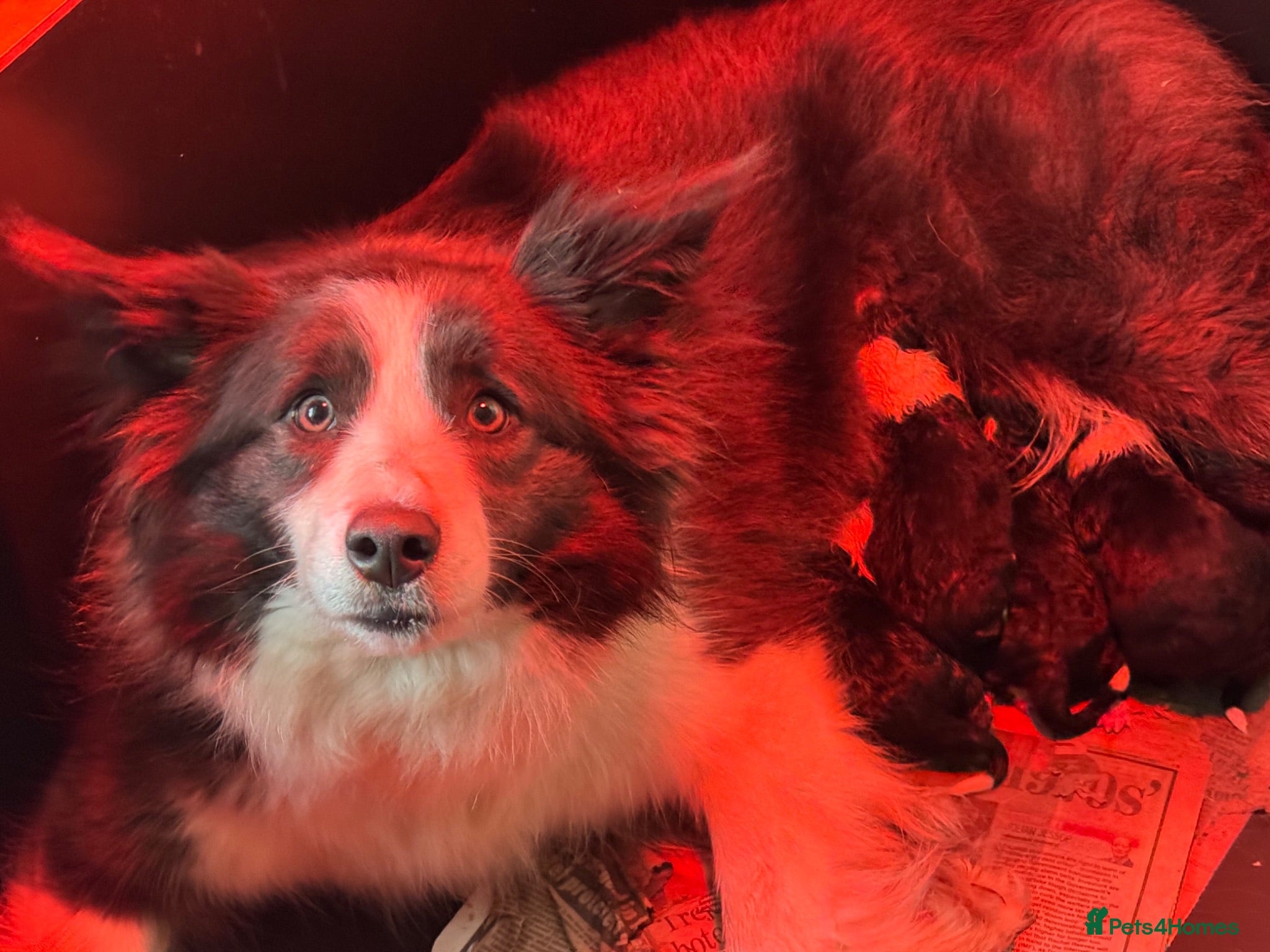 Border Collie dogs Show Quality KC Reg Border Collie Puppies  - Advert 2