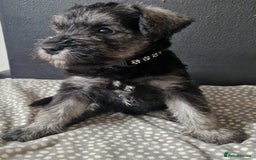 Miniature Schnauzer dogs for sale: Curious, playful and loving litter KC pups ❤️ - Image 21