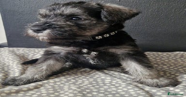 Miniature Schnauzer dogs - Advert 16