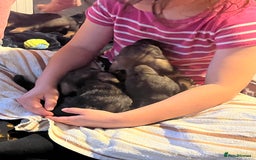 Dachshund dogs for sale: Kc Standard Wire Haired Dachshund Puppies - Image 14