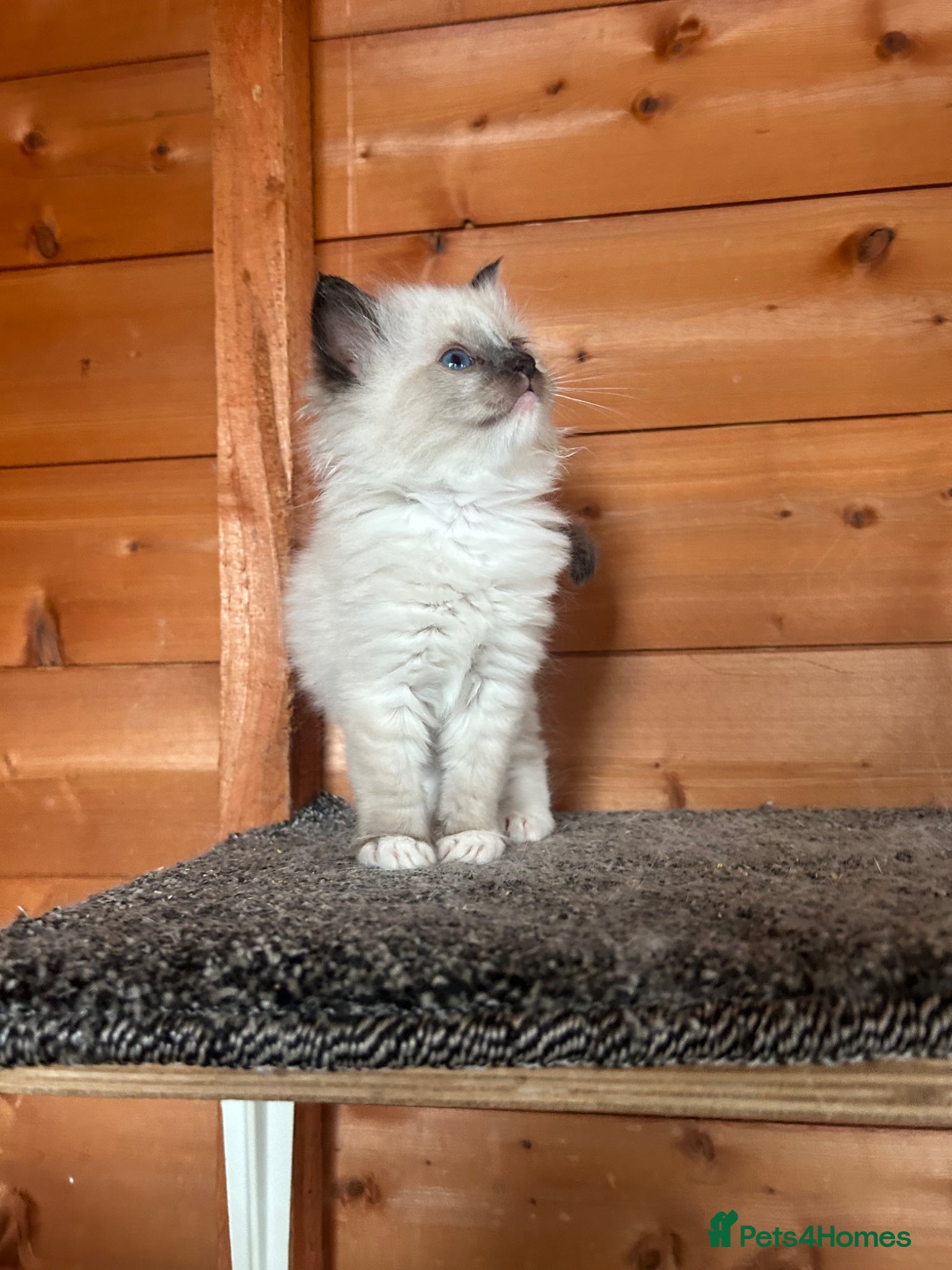Ragdoll Kitten 3