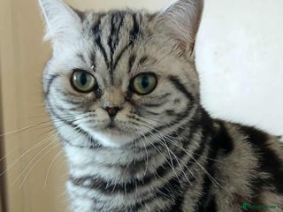 British Shorthair cats Bsh. Silver Classic Tabby. ACTIVE. - Advert 13