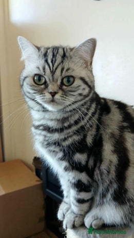 British Shorthair cats Bsh. Silver Classic Tabby. ACTIVE. - Advert 16