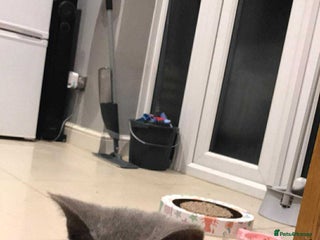 British Shorthair cats Beautiful boy - Advert 10