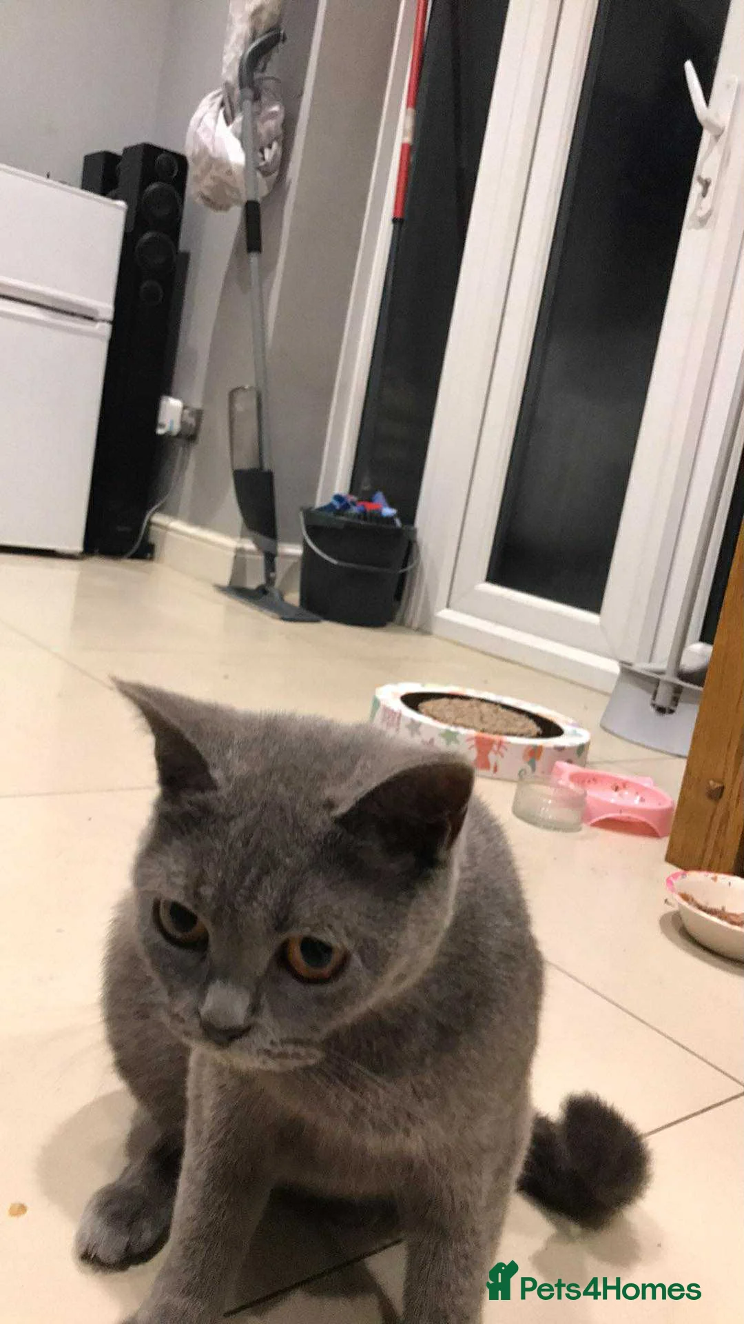 British Shorthair cats for sale: Beautiful boy  - Advert 1