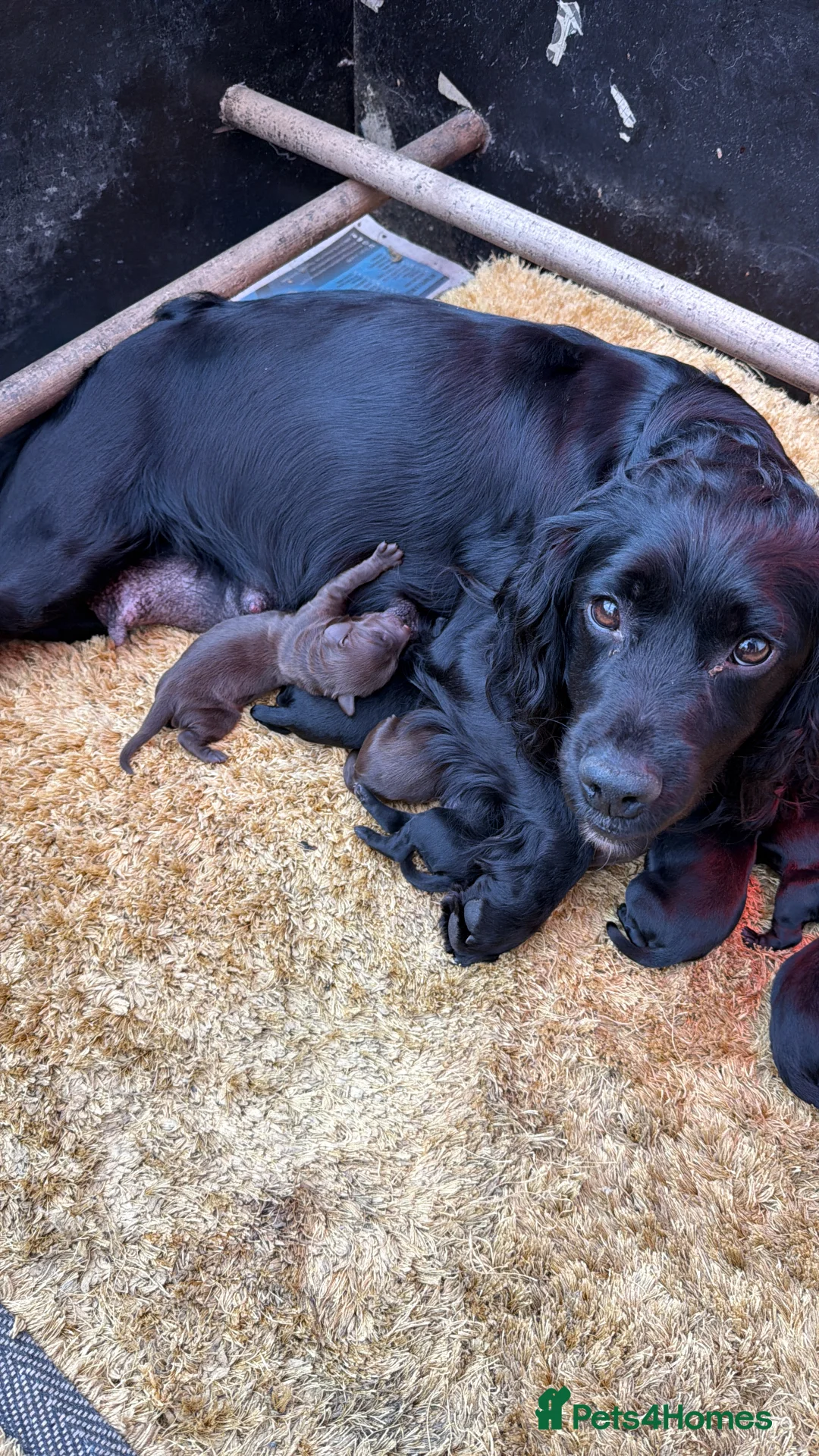 Cockapoo dogs for sale: F1 health tested Cockerpoos  in Wrexham - Advert 3