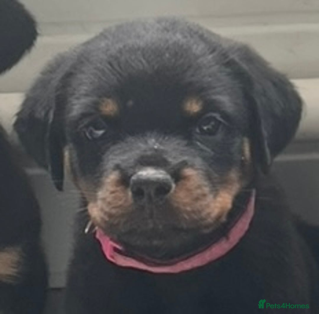 Rottweiler dogs for sale: Stunning kc registered Rottweiler pups.  - Image 32