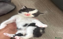 Turkish Van cats for sale: Black and white kittens last boy left  - Image 21