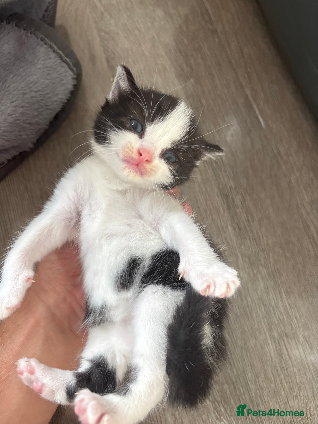 Turkish Van cats for sale: Black and white kittens last boy left  - Image 21