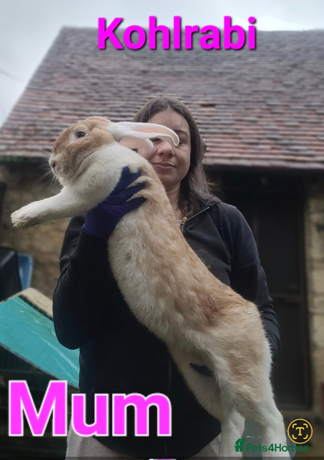 Continental Giant rabbits for sale: Pure Continental Giant Vaccinated  - Image 36