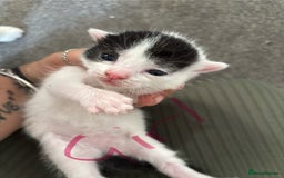 Mixed Breed cats for sale: Three beautiful kittens 2 boys 1 girl  - Image 6