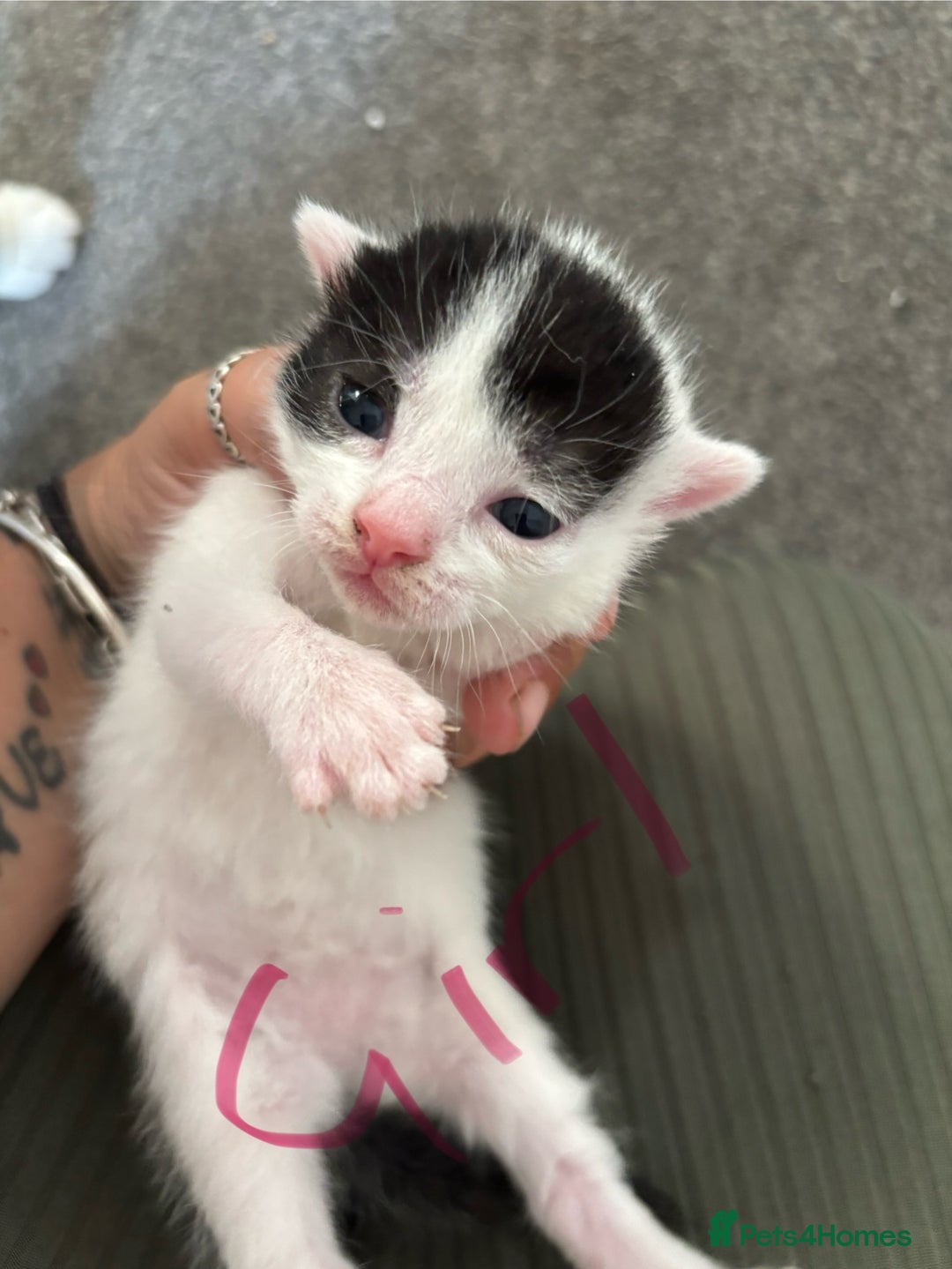 Mixed Breed cats for sale: Three beautiful kittens 2 boys 1 girl  - Image 6