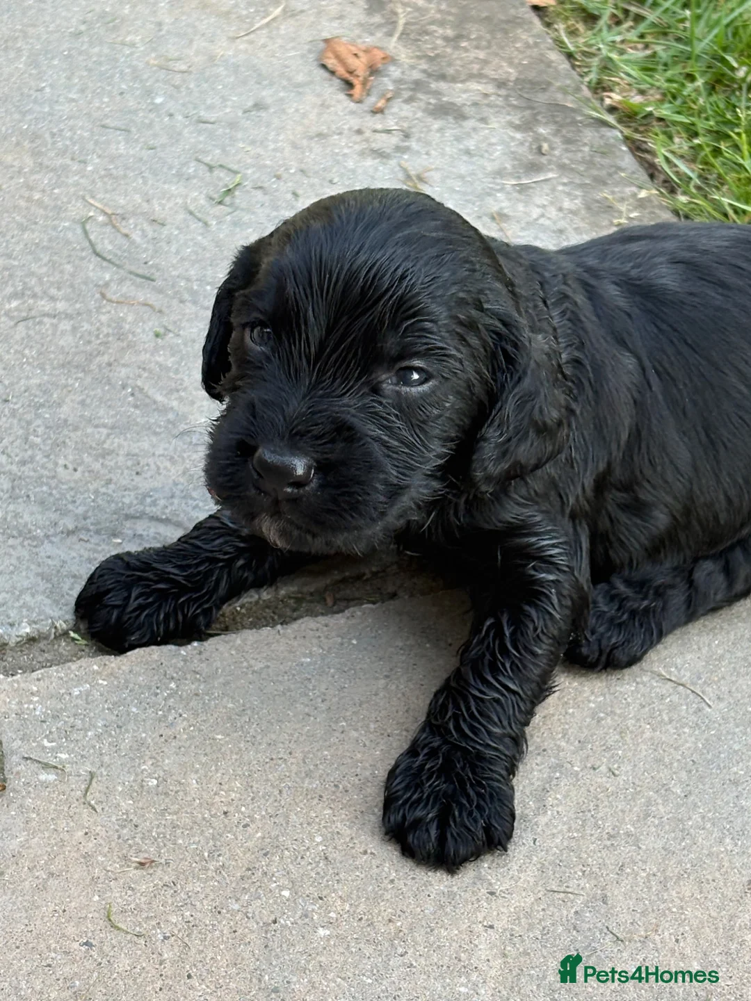 Cockapoo dogs for sale: 6 adorable cockapoo  - Advert 10