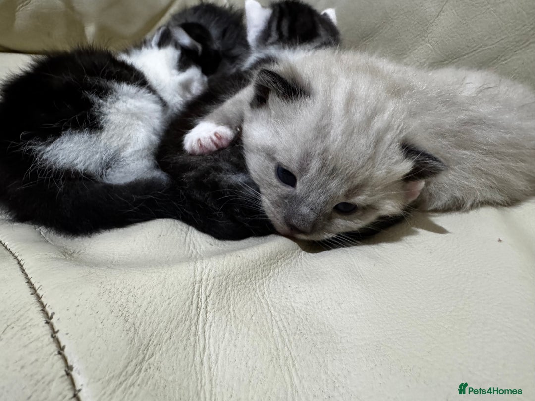 Mixed Breed cats for sale: 4 Male Kittens Available - Image 6