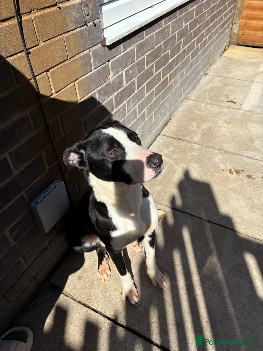 Mixed Breed dogs for sale: Male dog for sale  in Leeds - Advert 3