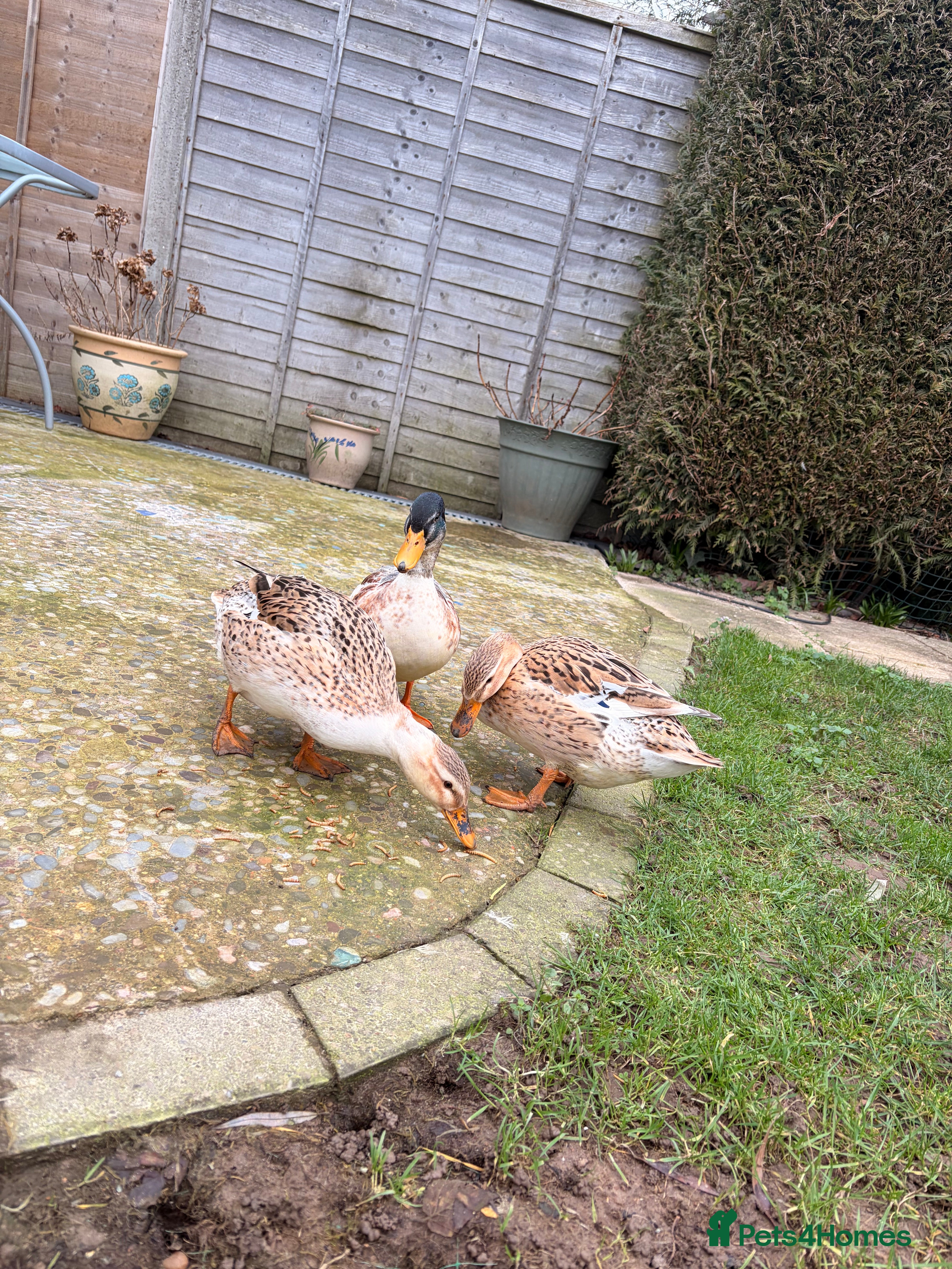 Ducks poultry Miniature Silver Appleyard Ducks – Semi Tame - Advert 2