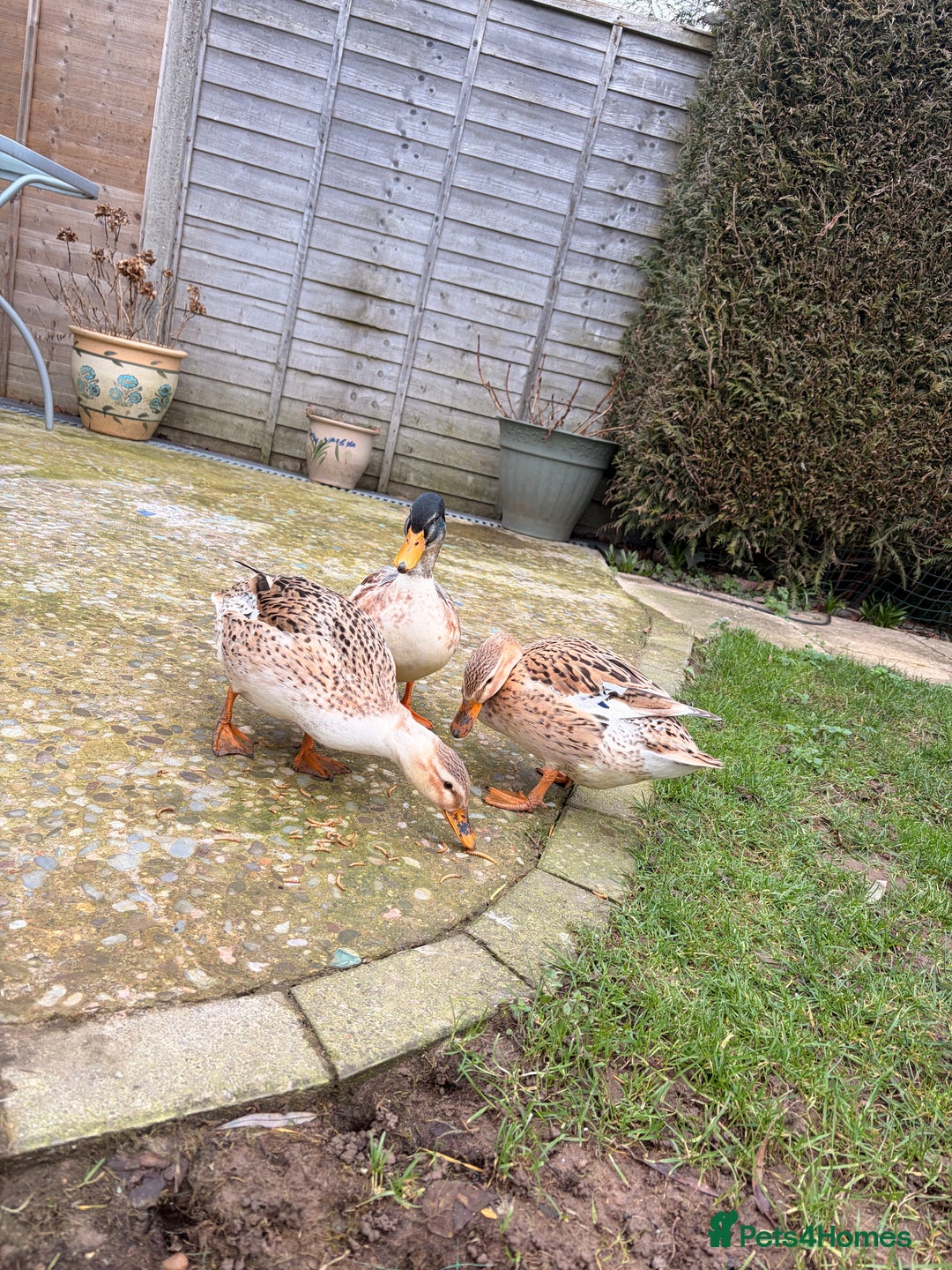 Ducks poultry for sale: Miniature Silver Appleyard Ducks – Semi Tame - Advert 1