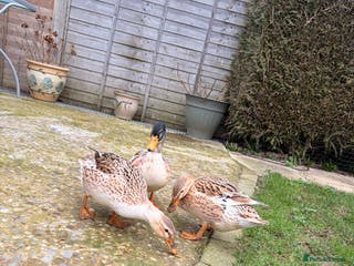Ducks poultry Miniature Silver Appleyard Ducks – Semi Tame - Advert 2