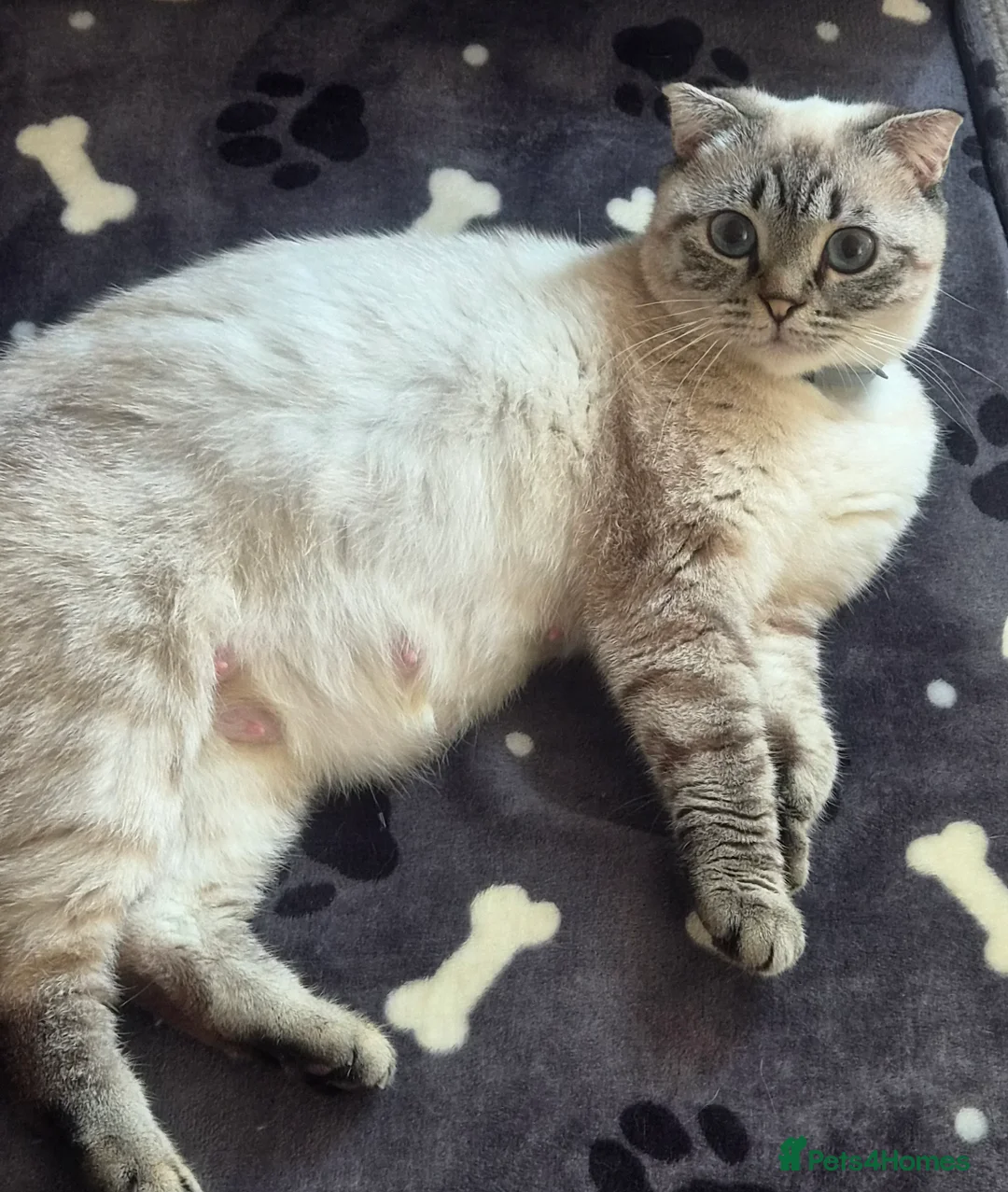 Scottish Fold cats for sale: Scottish Fold and Scottish Straight - Advert 2