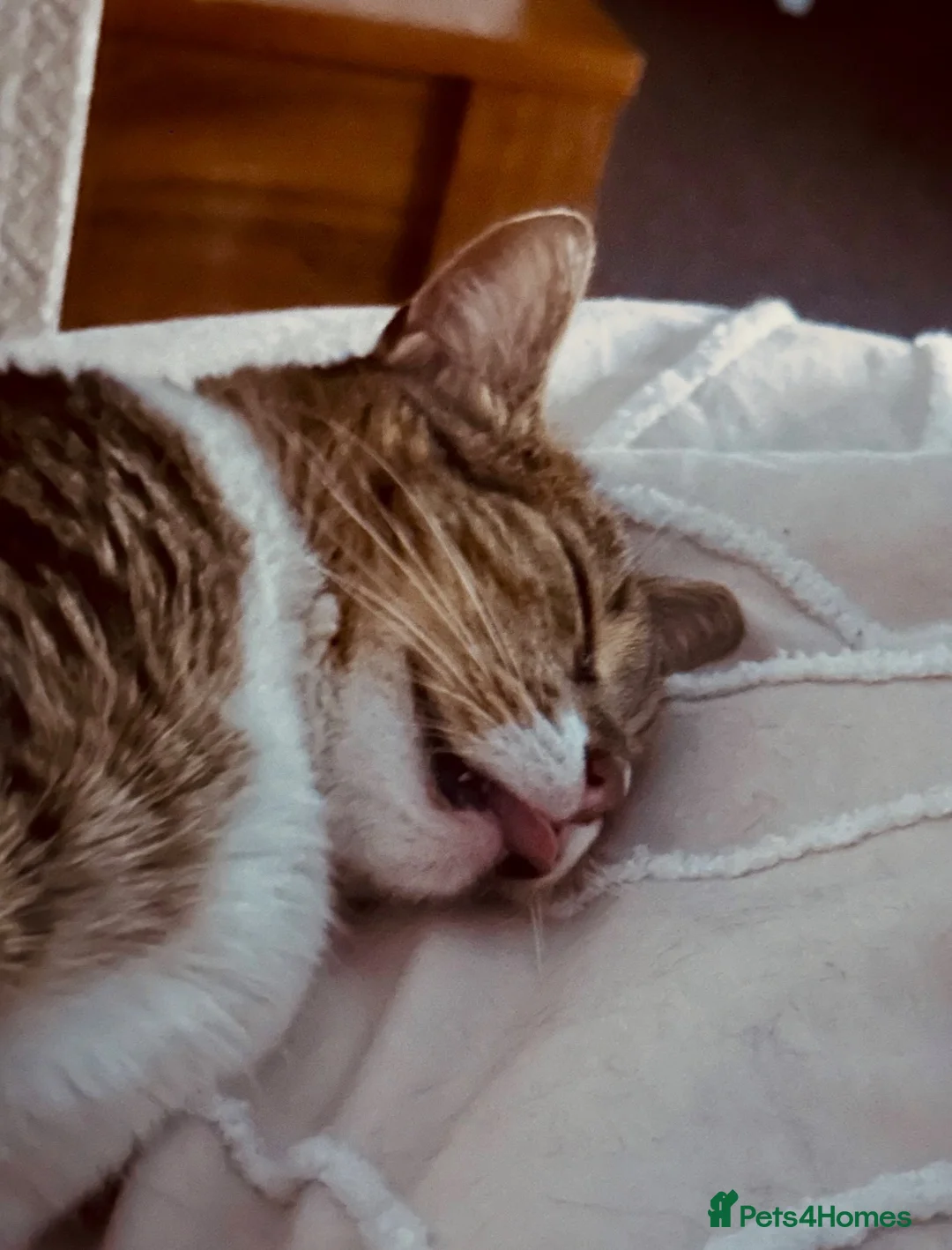 British Shorthair cats for sale: Short hair  in Salisbury - Advert 4