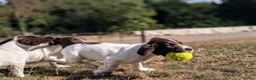 English Springer Spaniel dogs for sale: KC Registered Springer Spaniel Puppy in Stroud - Advert 4