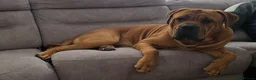 Mixed Breed dogs for sale: LAST ONE Mastiff Bordeaux Puppies  - Advert 14