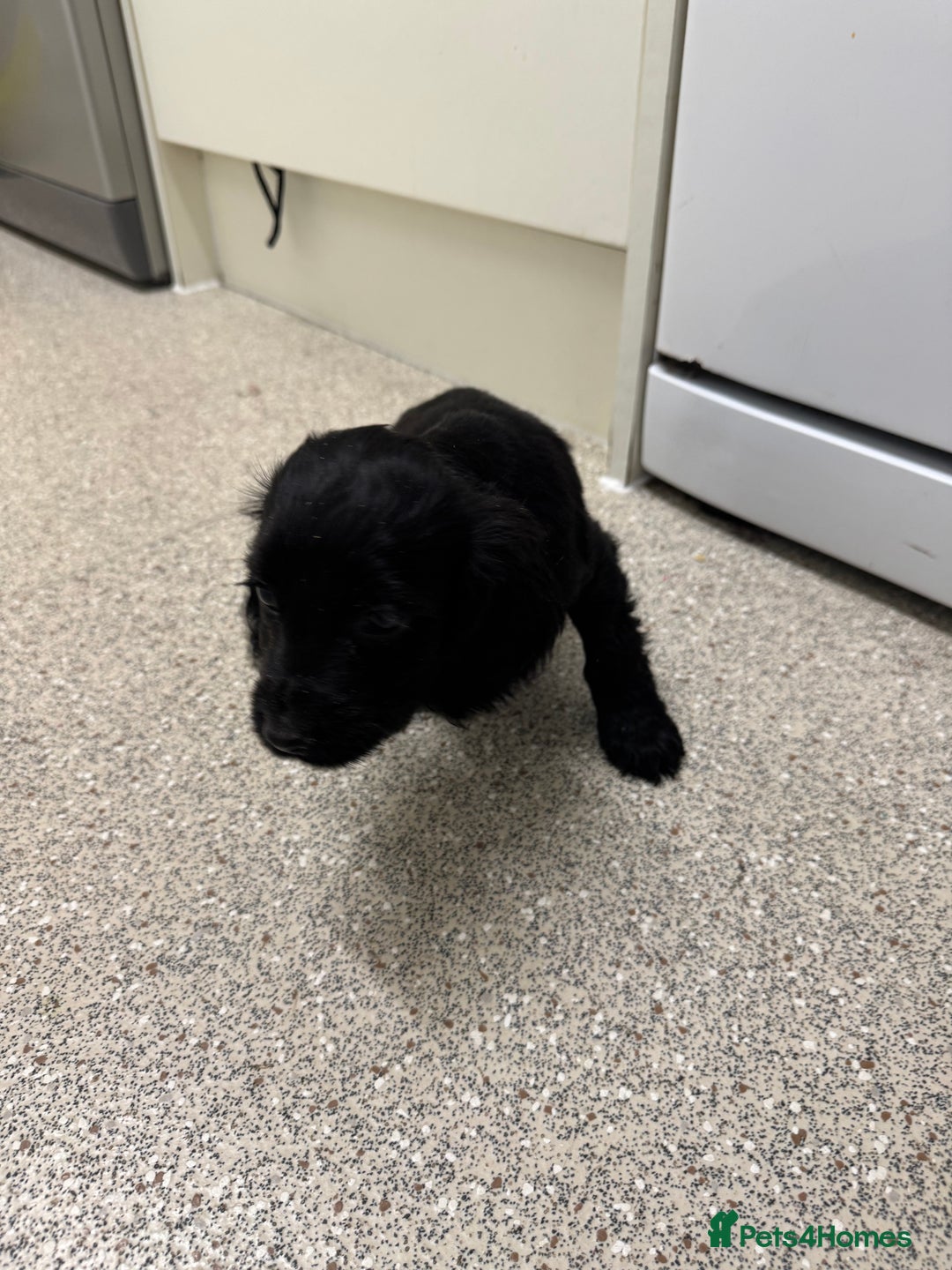 Cocker Spaniel dogs for sale: Show type cocker spaniel puppies  - Image 15