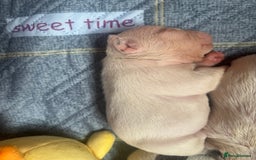 French Bulldog dogs for sale: Chunky French bulldog pups 4 girls  - Image 6
