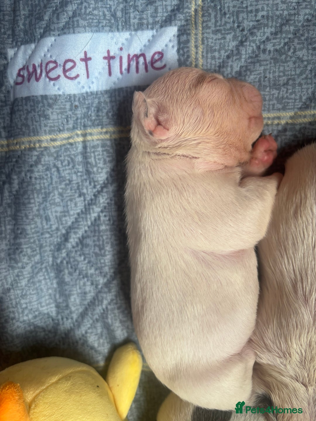 French Bulldog dogs for sale: Chunky French bulldog pups 4 girls  - Image 6
