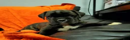 Boxer dogs for sale:  Beautiful Bobtail/ tailed boxer puppy - Advert 1