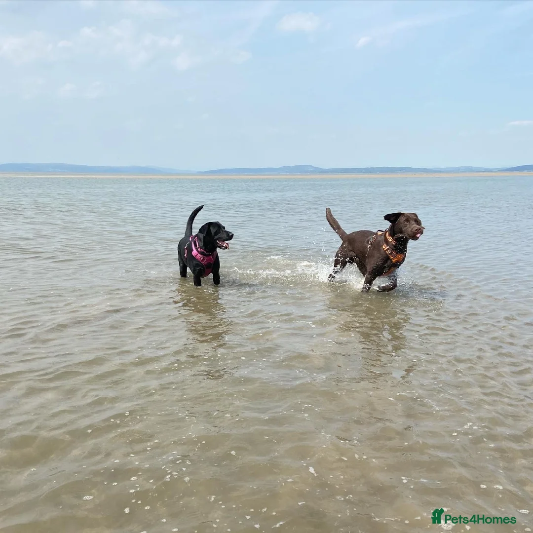 Labrador Retriever dogs for stud: Chocolate Labrador For Stud in Burnley - Advert 9