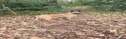 Belgian Shepherd Dog dogs for sale: Pups  - Advert 8