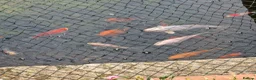 Koi Carp fish for sale: 30cm / 11" White 4yr old Koi Carp fish - Tonbridge in Tonbridge - Advert 4