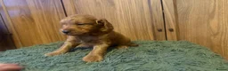 Cockapoo dogs for sale: Beautiful Litter of F1 Toy Cockapoo Puppies - Advert 20