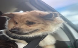 Mixed Breed dogs for stud: Pomeranian cross for stud - Image 5