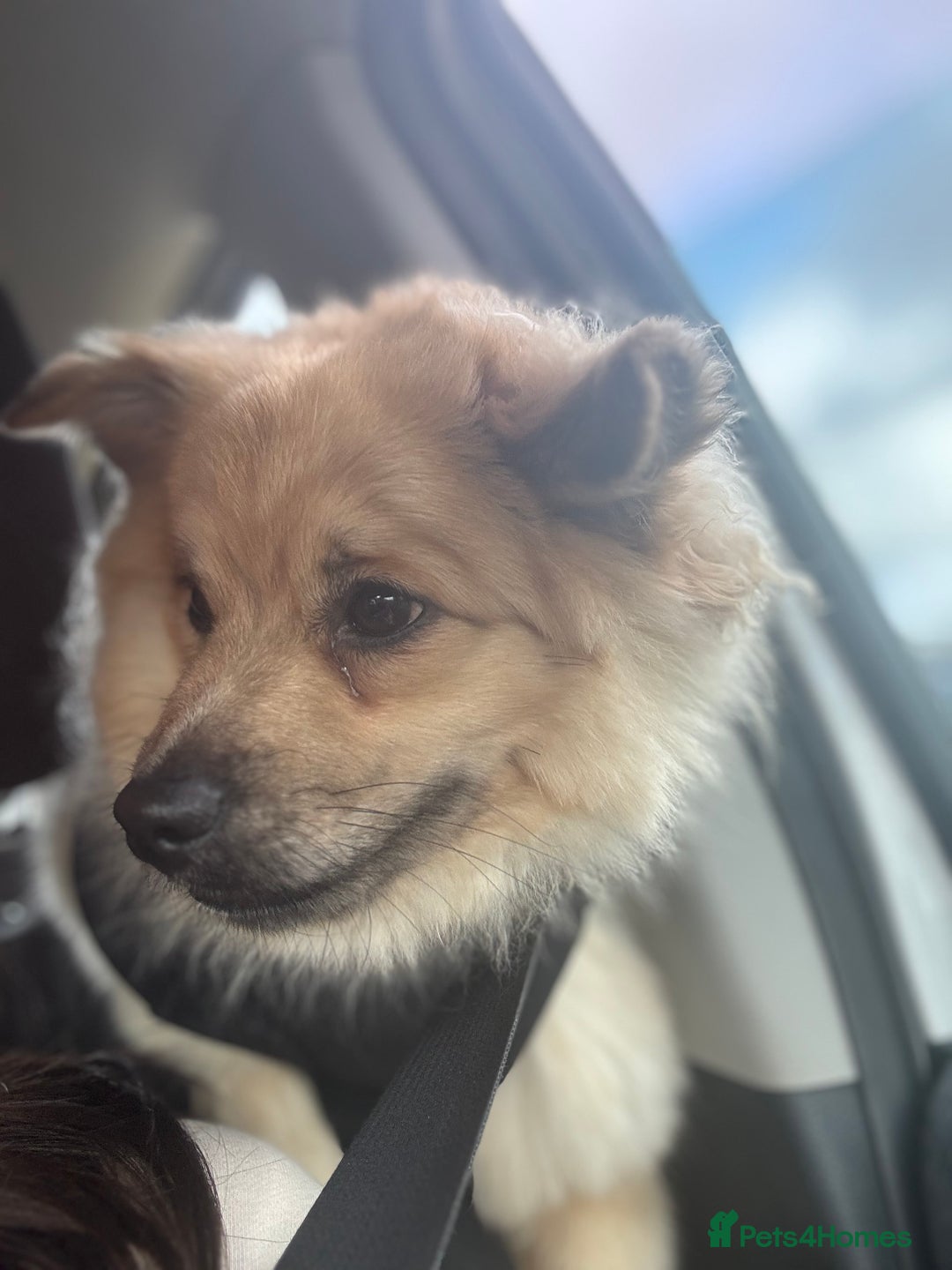Mixed Breed dogs for stud: Pomeranian cross for stud - Image 5
