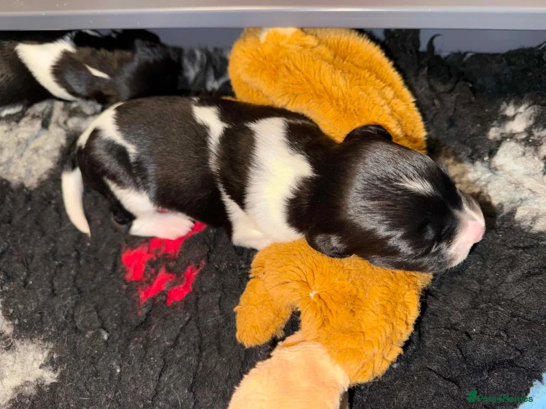 English Springer Spaniel dogs for sale: KC Registered Litter-Fully Health Tested Parents   - Advert 2