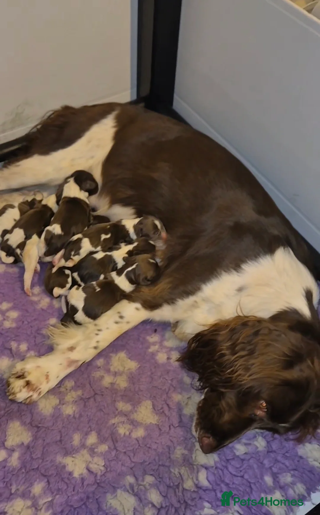 English Springer Spaniel dogs for sale:  Beautiful Liver & White Springer Spaniels - Advert 5
