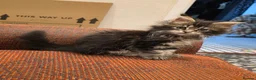 Maine Coon cats for sale: REDUCED XL Stunning full Maine Coon Kittens –  - Advert 3